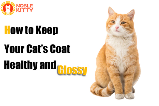 New Cat Owner's Guide: How to Keep Your Cat’s Coat Healthy and Glossy